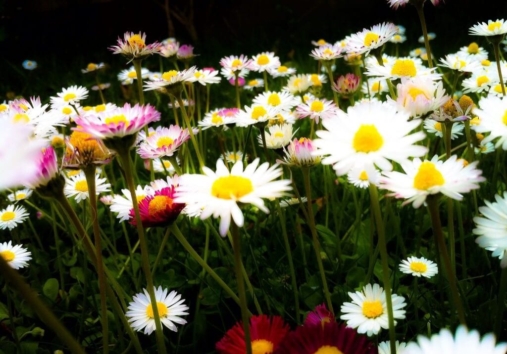 A close-up view of a field of Daisy Blue blooms with white petals and yellow centers, some tinged with pink, surrounded by green grass under natural light.