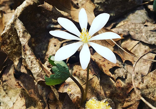 Bloodroot Backyard Medicine