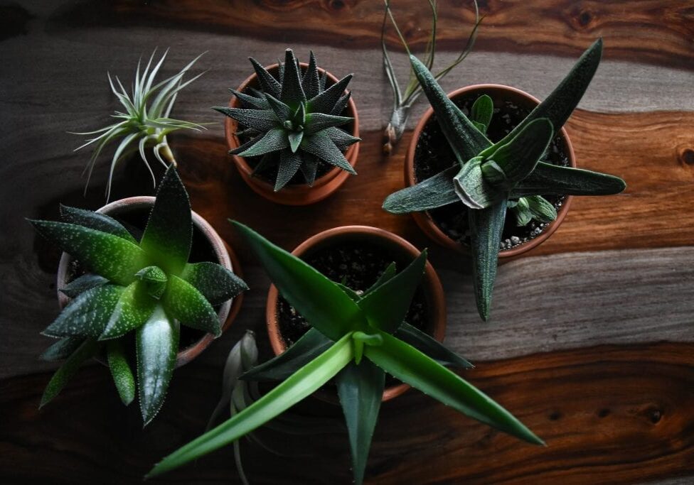 Five small potted succulents and air plants, including Aloe Vera—a plant that’s good for you—are arranged on a dark wooden surface. Viewed from above, their pointed green leaves fill round terracotta pots with natural charm.