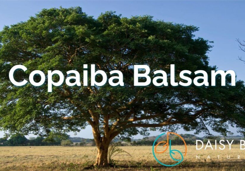 A large copaiba tree stands in an open field under a blue sky, highlighting "Copaiba Balsam" for natural pain relief and skincare, with the Daisy Blue Naturals logo in the foreground.