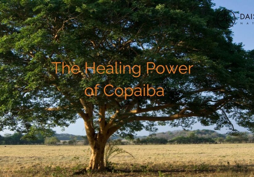 A large tree stands alone in an open field under a blue sky, with the text "The Healing Power of Copaiba Balsam" across the center. The Daisy Blue Naturals logo appears in the upper right corner, highlighting this natural remedy.