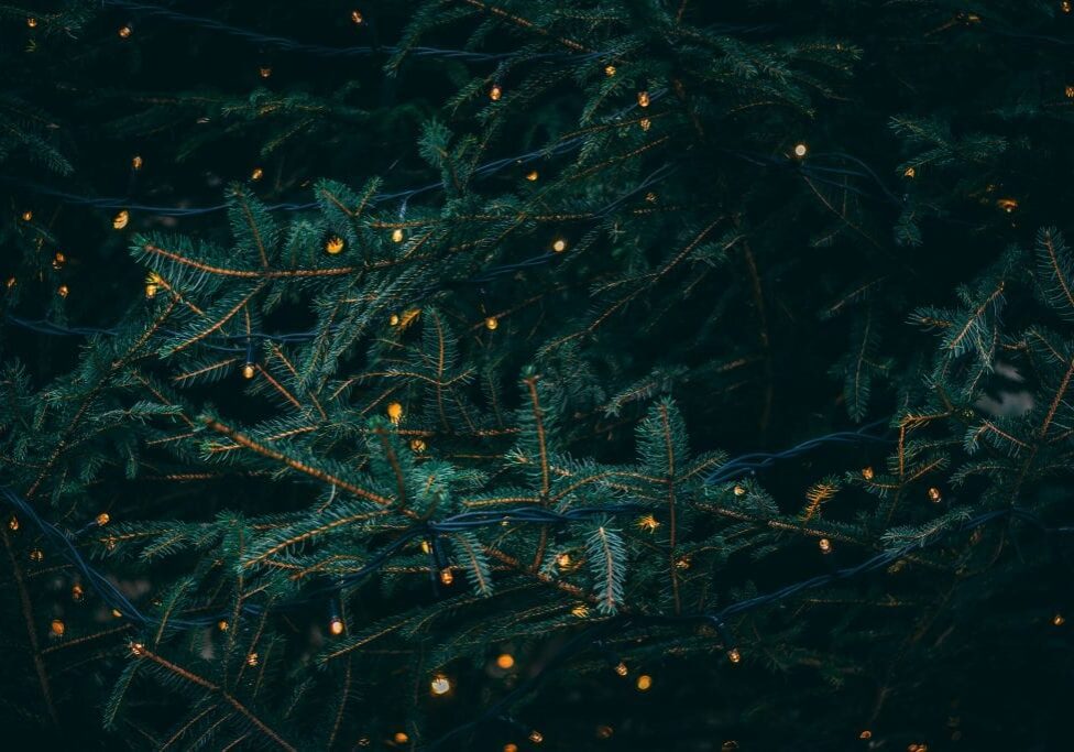 Close-up of pine tree branches adorned with small, warm white fairy lights, creating a festive and cozy atmosphere—perfect inspiration for your Holiday Beauty Gift Guide against a dark background.
