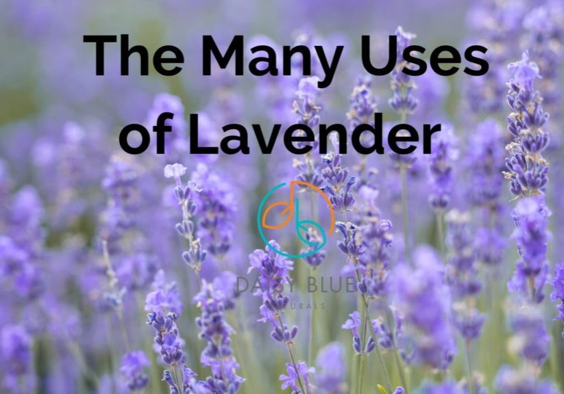 A field of blooming Lavender with the text "The Many Uses of Lavender" overlaid in black letters, highlighting the benefits of lavender, and a semi-transparent "Daisy Blue Naturals" logo in the center.