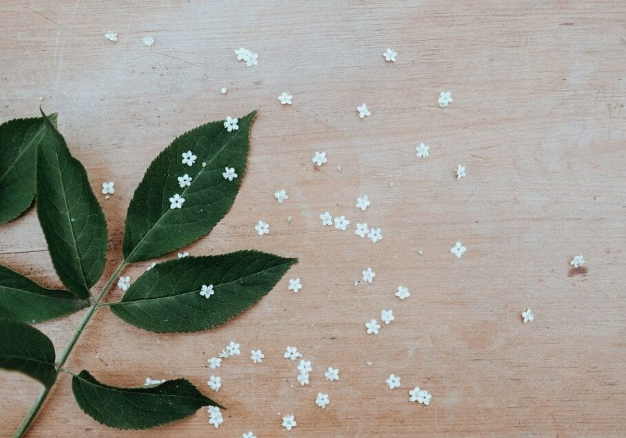A green leafy branch with small white flowers rests on a wooden surface, while tiny blossoms are scattered around—creating a scene as delicate and refined as expertly applied mascara.