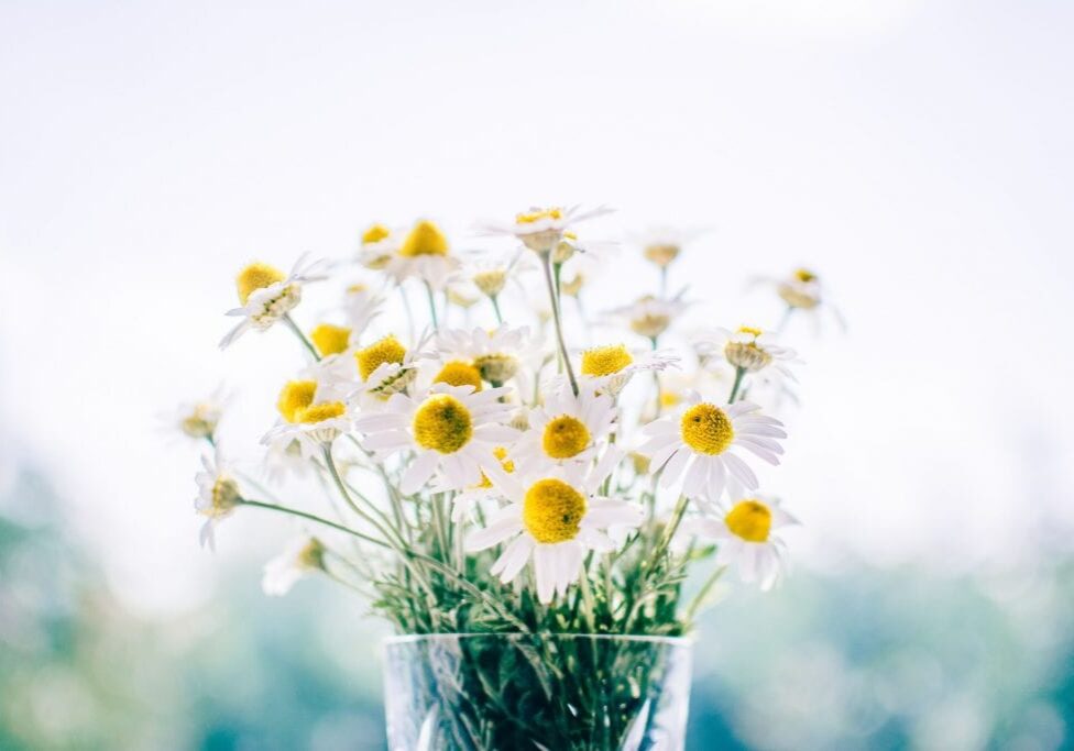 A clear, clean glass vase holds a bouquet of small white daisies with yellow centers, set against a softly blurred, bright background with hints of greenery for a fresh and safe display.
