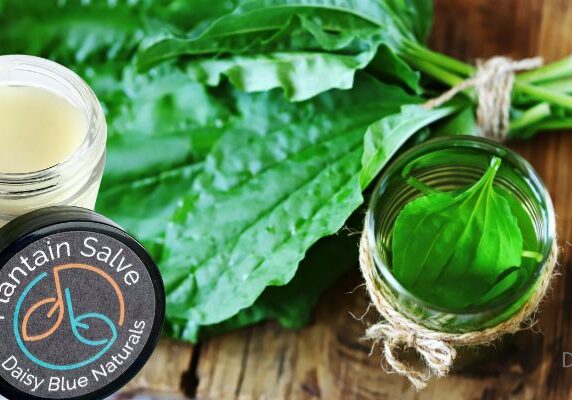 A jar of Daisy Blue Naturals Plantain Salve, a natural skin healer, sits open next to fresh green plantain leaves and a small glass jar filled with leaves on a rustic wooden surface.
