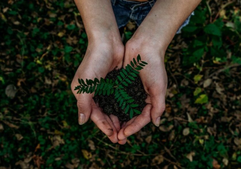 hands holding soil — recycling at daisy blue